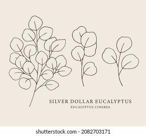 Line art silver dollar eucalyptus 