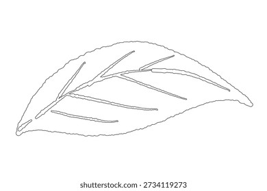 Linie Art Single Pfefferminzblatt Vektor