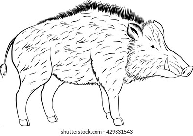 line art sketch stylized wild pig, boar isolated on white