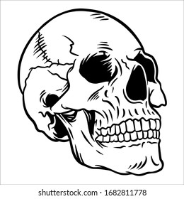 line art of skull anatomy