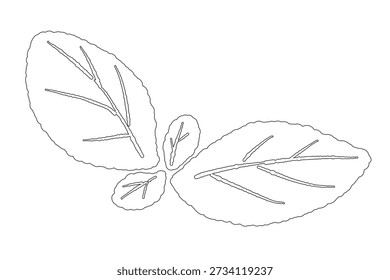 Line Art Small Peppermint Frühling Vektor