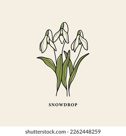 Line art snowdrop flower drawing