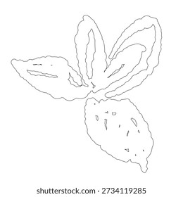Line Art Spearmint Sprig Vector Illustration