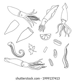 Line art Squid. Menu design, logo design. Doodle underwater animal. Exotic food