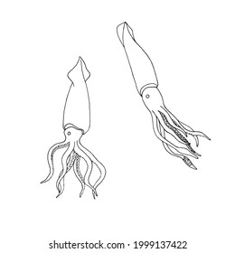 Line art Squid. Menu design, logo design. Doodle underwater animal. Exotic food