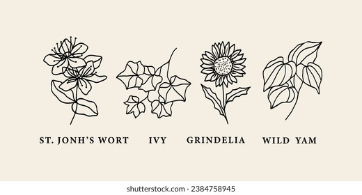 Linea art sra. john's wort, ivy, grindelia, salvaje yam