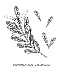 Line art style olives flat simple.