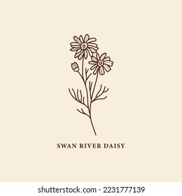 Line art Swan River daisy flower or Brachyscome iberidifolia illustration