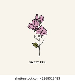 Line art sweet pea flower drawing