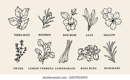 Line art tea herbs collection. Botanical drawing