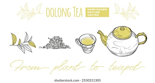 Line art tea from plant to pot. Hand drawn vector tea illustration. Oolong tea design for online and print tea projects. Outline line art with flat colored details for bar or cafe menu designs. 