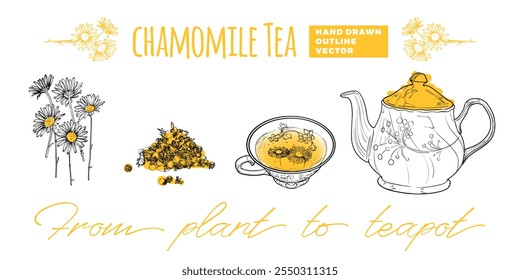 Línea de té de arte de planta a olla. Dibujado a mano ilustración de té de Vector. Diseño de té de manzanilla para proyectos de té en línea e impresos. Esquema de arte con detalles de colores planos para diseños de menú de bar o cafetería. 