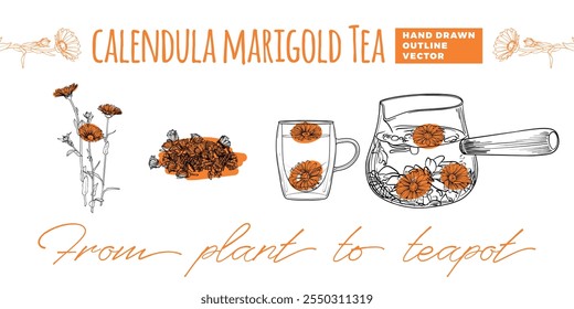 Line art tea from plant to pot. Hand drawn vector tea illustration. Calendula tea design for online and print tea projects. Outline line art with flat colored details for bar or cafe menu designs. 