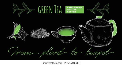 Line art tea from plant to pot. Hand drawn vector tea illustration. Green tea design for online and print tea projects. Outline line art with flat colored details for bar or cafe menu designs. 