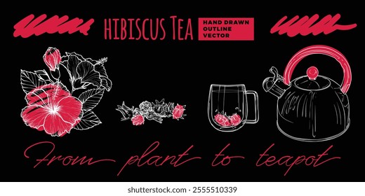 Line art tea from plant to pot. Hand drawn vector tea illustration. Hibiscus tea design for online and print tea projects. Outline line art with flat colored details for bar or cafe menu designs. 