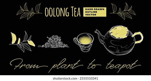 Line art tea from plant to pot. Hand drawn vector tea illustration. Oolong tea design for online and print tea projects. Outline line art with flat colored details for bar or cafe menu designs. 