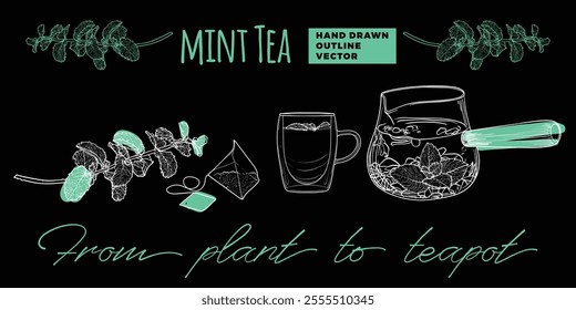 Line art tea from plant to pot. Hand drawn vector tea illustration. Mint tea design for online and print tea projects. Outline line art with flat colored details for bar or cafe menu designs. 