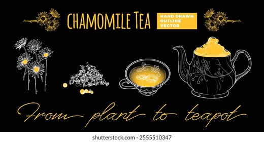 Line art tea from plant to pot. Hand drawn vector tea illustration. Chamomile tea design for online and print tea projects. Outline line art with flat colored details for bar or cafe menu designs. 