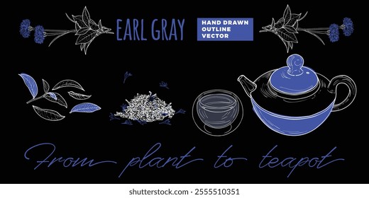 Line art tea from plant to pot. Hand drawn vector tea illustration. Earl gray tea design for online and print tea projects. Outline line art with flat colored details for bar or cafe menu designs. 