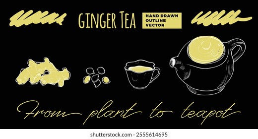 Line art tea from plant to pot. Hand drawn vector tea illustration. Ginger tea design for online and print tea projects. Outline line art with flat colored details for bar or cafe menu designs. 