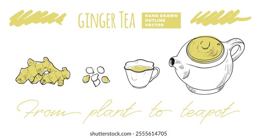 Line art tea from plant to pot. Hand drawn vector tea illustration. Ginger tea design for online and print tea projects. Outline line art with flat colored details for bar or cafe menu designs. 