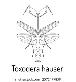 Line art of Toxodera hauseri, a stick mantis species with detailed symmetrical wings and body. Perfect for scientific, educational, and artistic purposes. Black and white outline vector.