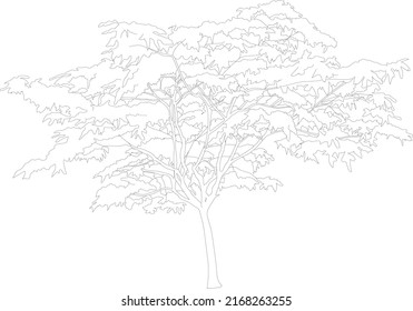 Line art tree sketch.
Vector vegetation clipart. 