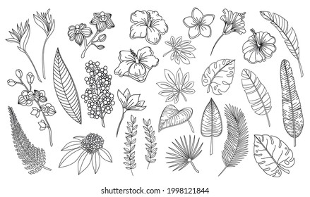 Line Art Tropical Leaves And Flowers. Outline Forest Palm Monstera Fern Hawaiian Leaves, Orchid, Hibiscus, Plumeria Flower. Hand Drawn Plant Tropical Elements Vector Illustration.