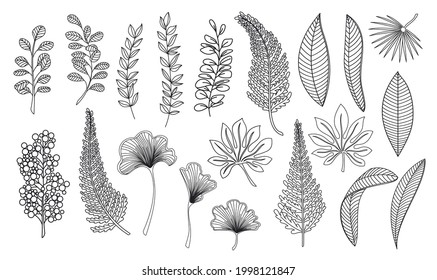 Line art tropical leaves. Outline forest palm ginkgo biloba, monstera, cheflera, zamioculcas, fern hawaiian leaves. Hand drawn plant elements vector illustration.