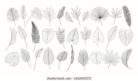 Line art tropical leaves set. Exotic leaves isolated on white background. Hand drawn floral clipart. Botanical illustration. Banana leaf drawing, monstera leaf. Trendy tropical line drawings.