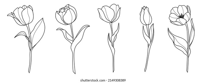 Line art tulip flower illustration vector on white background