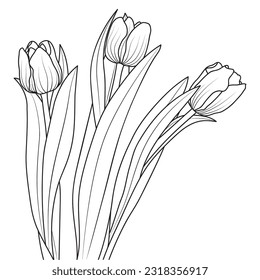 Line art tulip flowers, vector illustration isolated on white background.