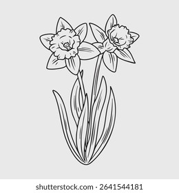 Line Art of Two Daffodils in Bloom