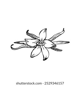 Line art of vanilla orchid flowers and sticks, drawn with precision. A stylish, natural set perfect for cosmetic and perfume packaging designs.