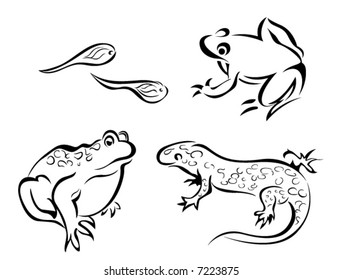 Line Art Vector Animal Series: Amphibians