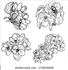 line art vector blooming apple isolated on white