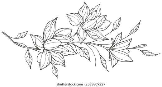 Line art vector Floral Botany. jasmine flower drawings. Black and white with line art on transparent backgrounds. Hand Drawn jasmine flower Illustrations. Vector eps