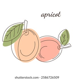 line art vector illustration of apricots