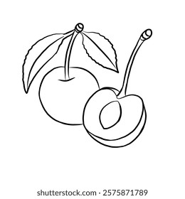 line art vector illustration of cherry fruit. whole and split fruit. Healthy fruit, vegetarian product.