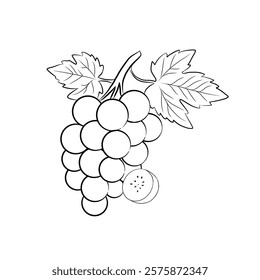 line art vector illustration of grapes. whole and split fruit. Healthy fruit, vegetarian product.