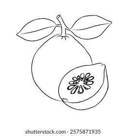 line art vector illustration of guava fruit. whole and split fruit. Healthy fruit, vegetarian product.