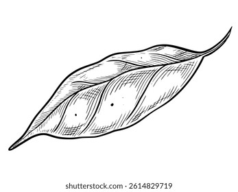 Line art vector illustration of a Leaf. Monochrome drawing of lemon plant painted by black inks in engraving style for botanical prints, eco branding or herbal recipes. etching for icon or logo.