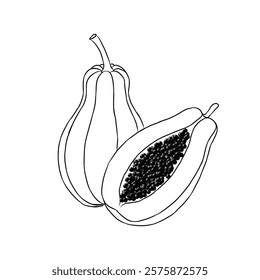 line art vector illustration of papaya fruit. whole and split fruit. Healthy fruit, vegetarian product.