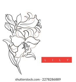 Line art vector of Lily. Lily flower abstract art.