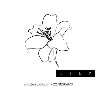 Line art vector of Lily. Lily flower abstract art.