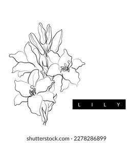 Line art vector of Lily. Lily flower abstract art.