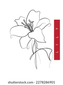 Line art vector of Lily. Lily flower abstract art.