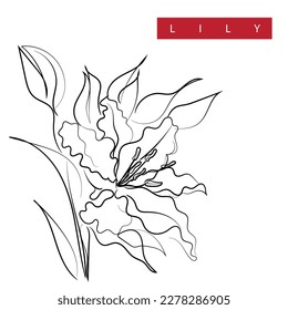 Line art vector of Lily. Lily flower abstract art.