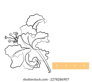 Line art vector of Lily. Lily flower abstract art.