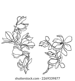 Line art vector of Magnolia flower. Floral sketches. Botanical line art.